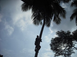 La recoltat nuca de cocos