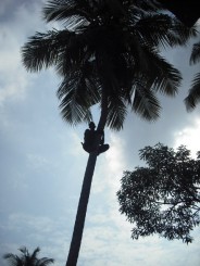 La recoltat nuca de cocos