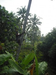 La recoltat nuca de cocos