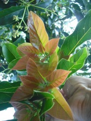 Flori