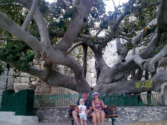 Ficus urias aflat in apropierea portului