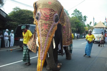 Al II-lea elefant