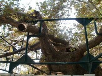 Copacul lui Hipocrate