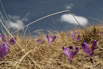 Drumetie in muntii Rodnei