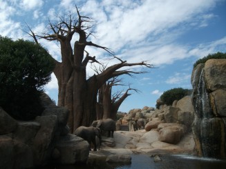 Bio Parc Valencia-la umbra ``Baobabului``