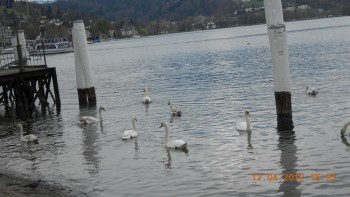 Lucerna - lacul lebedelor