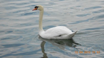 Lucerna - lacul lebedelor