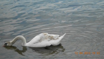 Lucerna - lacul lebedelor