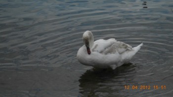 Lucerna - lacul lebedelor