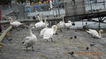 Lucerna - lacul lebedelor