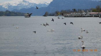 Lucerna - lacul lebedelor