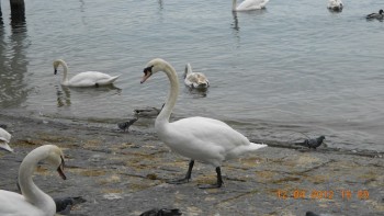Lucerna - lacul lebedelor