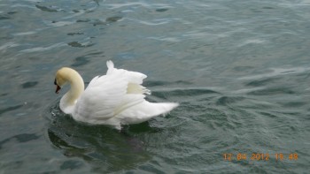 Lucerna - lacul lebedelor