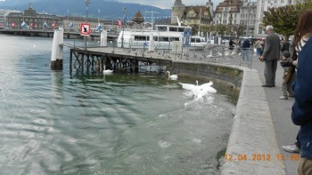 Lucerna - lacul lebedelor