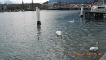 Lucerna - lacul lebedelor