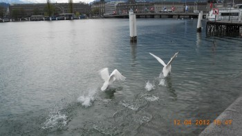 Lucerna - lacul lebedelor