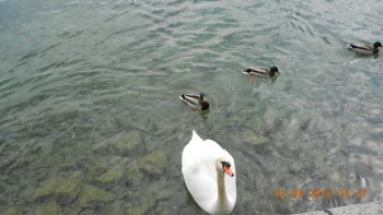 Lucerna - lacul lebedelor