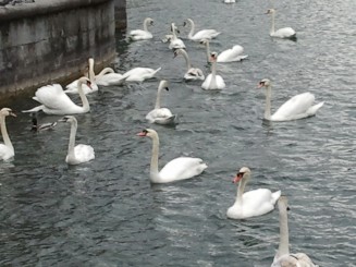 Lucerna - lacul lebedelor