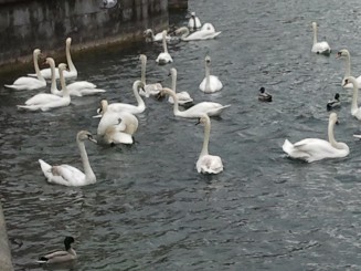 Lucerna - lacul lebedelor