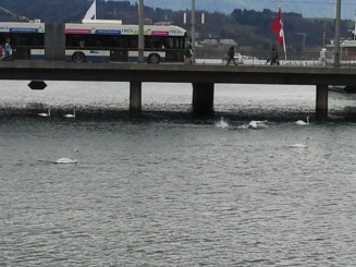 Lucerna - lacul lebedelor