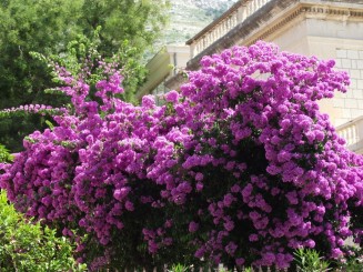 Dubrovnik - Orasul vechi