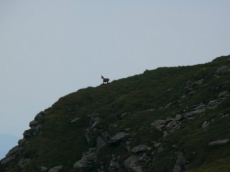 Muntii Fagarasi -  Traseu de la Bilea Lac pina la vf. Laitel