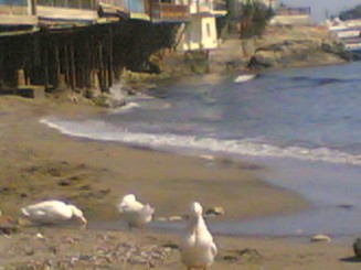 Creta, 2006