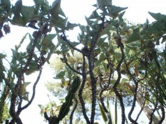 Gradina Saint Martin