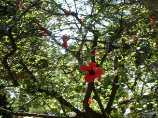 Gradina Saint Martin