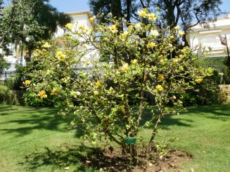 vedere din gradina Saint Martit