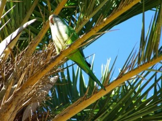 Grădina fantezistă a Barcelonei - Parcul Güell
