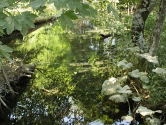 o mica balta cristalina din parc