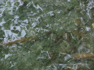 Parcul National Plitvice