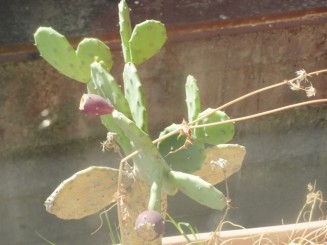 cactus cu fruct