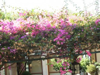 flori la intrare in teatrul grec din Taormina