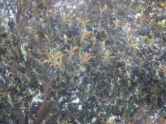 vegetatie  de la baza Etnei