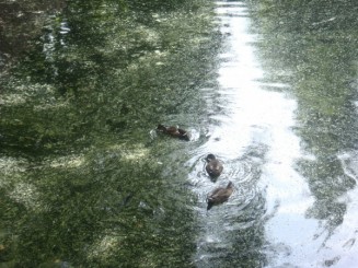 Castelele de pe Valea Loarei ...unde istoria ramane in picioare si arta e la ea acasa