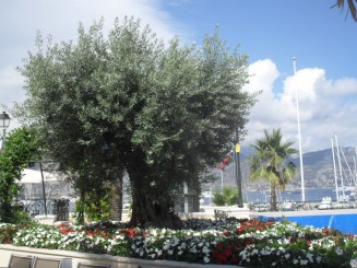 Cap Ferrat-le sentier litoral