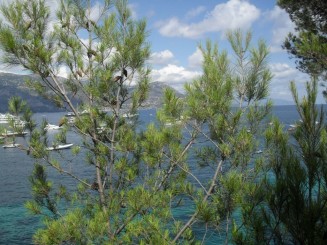 Cap Ferrat-le sentier litoral