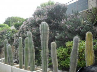 Cap Ferrat-le sentier litoral