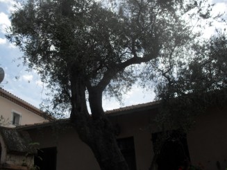 Cap Ferrat-le sentier litoral