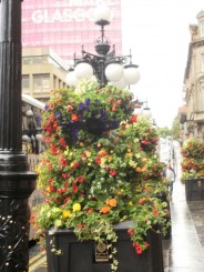 ornament floral din acelasi oras
