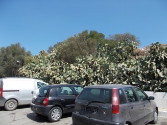 Sidi Bou Said=parcare