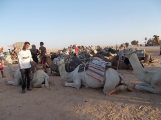 dromaderii asteapta cuminti turistii