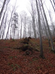 Pestera Valea Cetatii