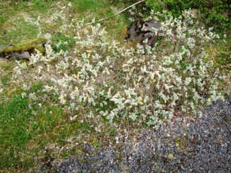 Islanda Glacial Lagoon and Vatnajökull glacier