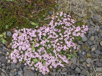 Islanda Glacial Lagoon and Vatnajökull glacier