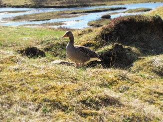 Islanda, parcul national Thingvellir