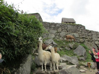 Un fabulos oraş incaş - Machu Picchu!!!!