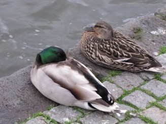 Islanda-Reykjavik o destinatie de top